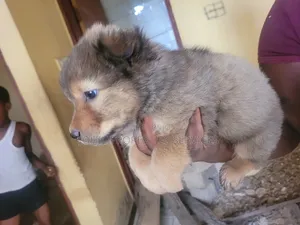 3-6 months Female Purebred Pomeranian