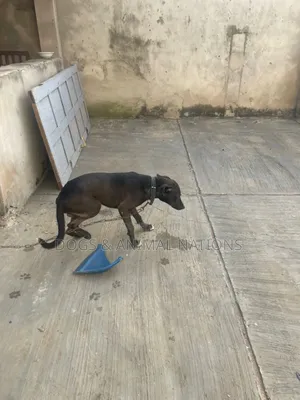 6-12 months Male Purebred American Pit Bull Terrier