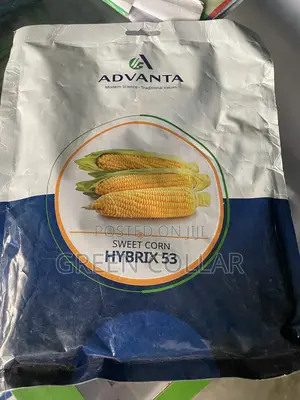 Hybrix53 Sweet Corn