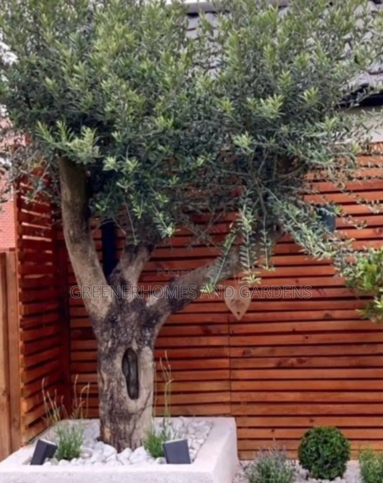 Olive Tree Seedlings