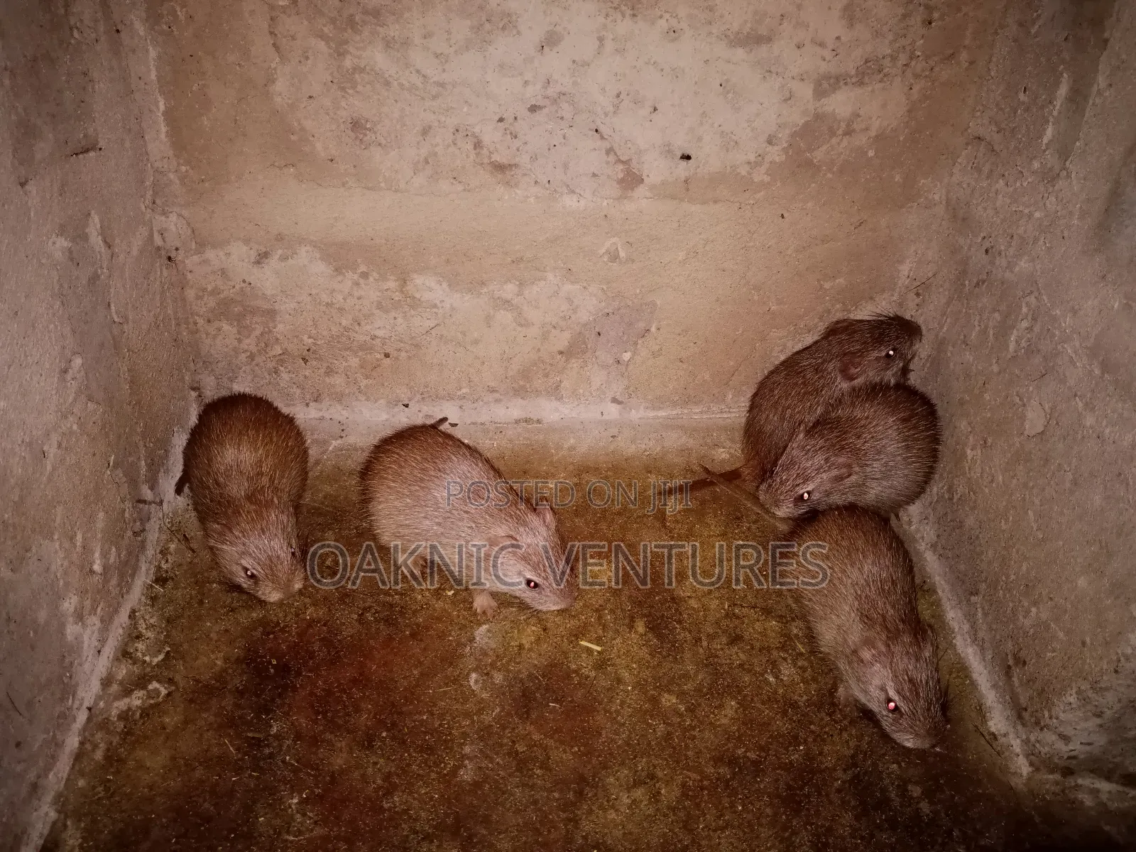Grasscutters (Cane Rat)