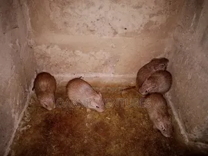 Grasscutters (Cane Rat)