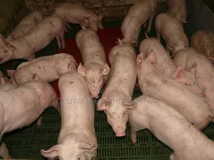 Pigs (About to Cross)