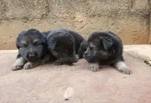 1-3 months Male Purebred German Shepherd