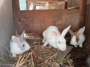 Rabbit Available