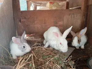 Rabbit Available