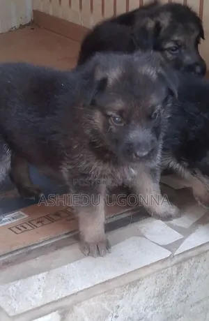 1-3 months Male Purebred German Shepherd