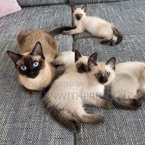 1-3 months Male Purebred Siamese