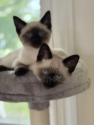 1-3 months Female Purebred Siamese
