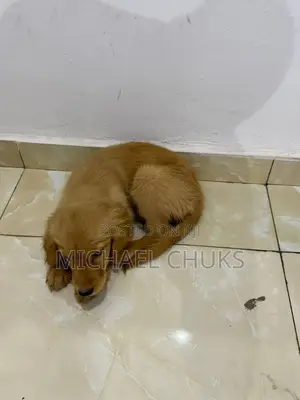 3-6 months Female Purebred Golden Retriever