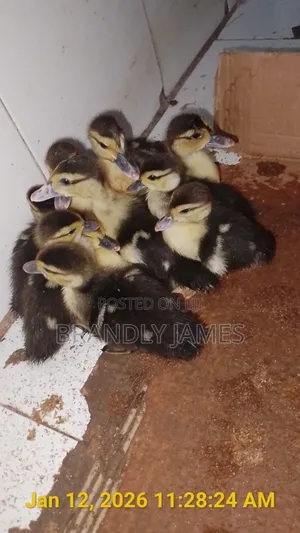 Muscovey Ducklings