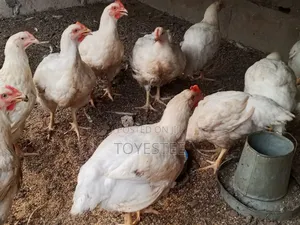 Poultry Burds