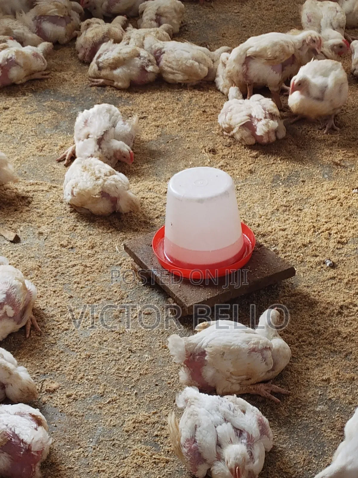 Broilers Chicken
