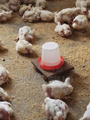 Broilers Chicken