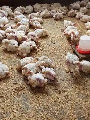 Broilers Chicken