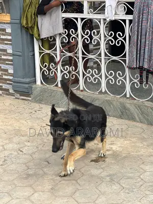 1+ year Male Purebred German Shepherd