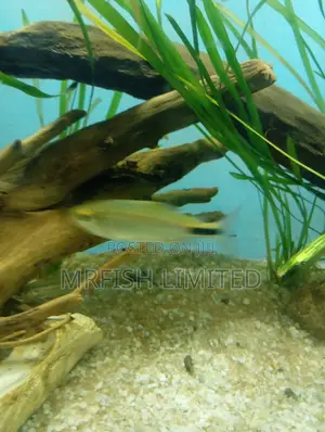 Alestes Tetra