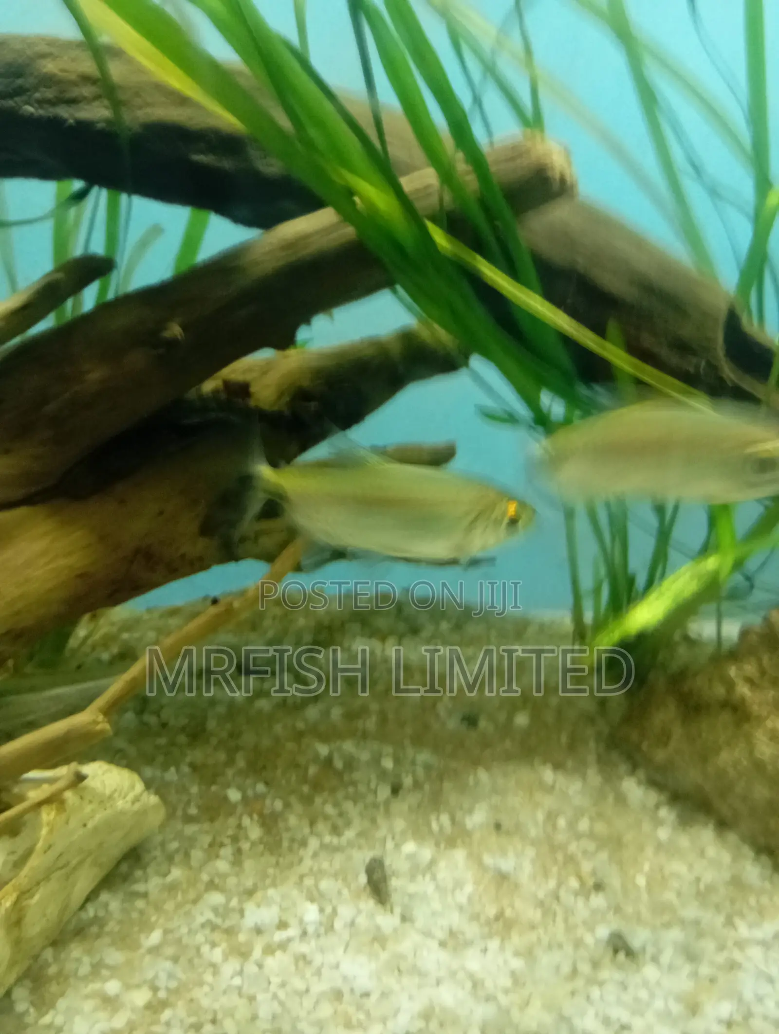 Alestes Tetra