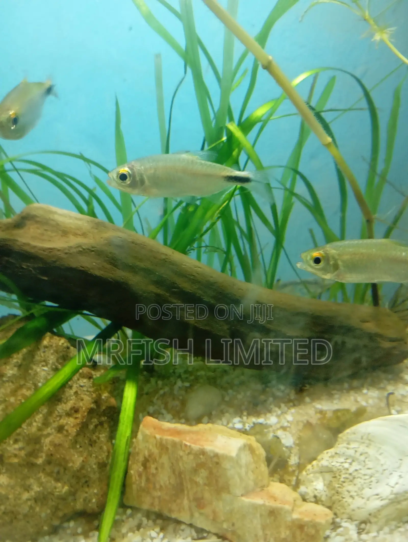 Alestes Tetra