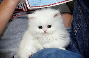1-3 months Female Purebred Persian