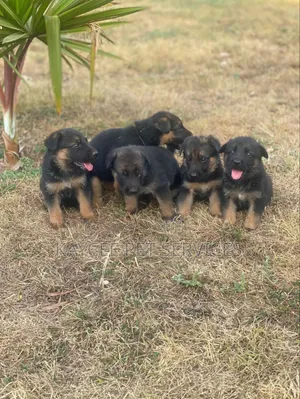 1-3 months Female Purebred German Shepherd