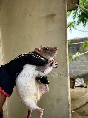 Wistar (Albino) Rats