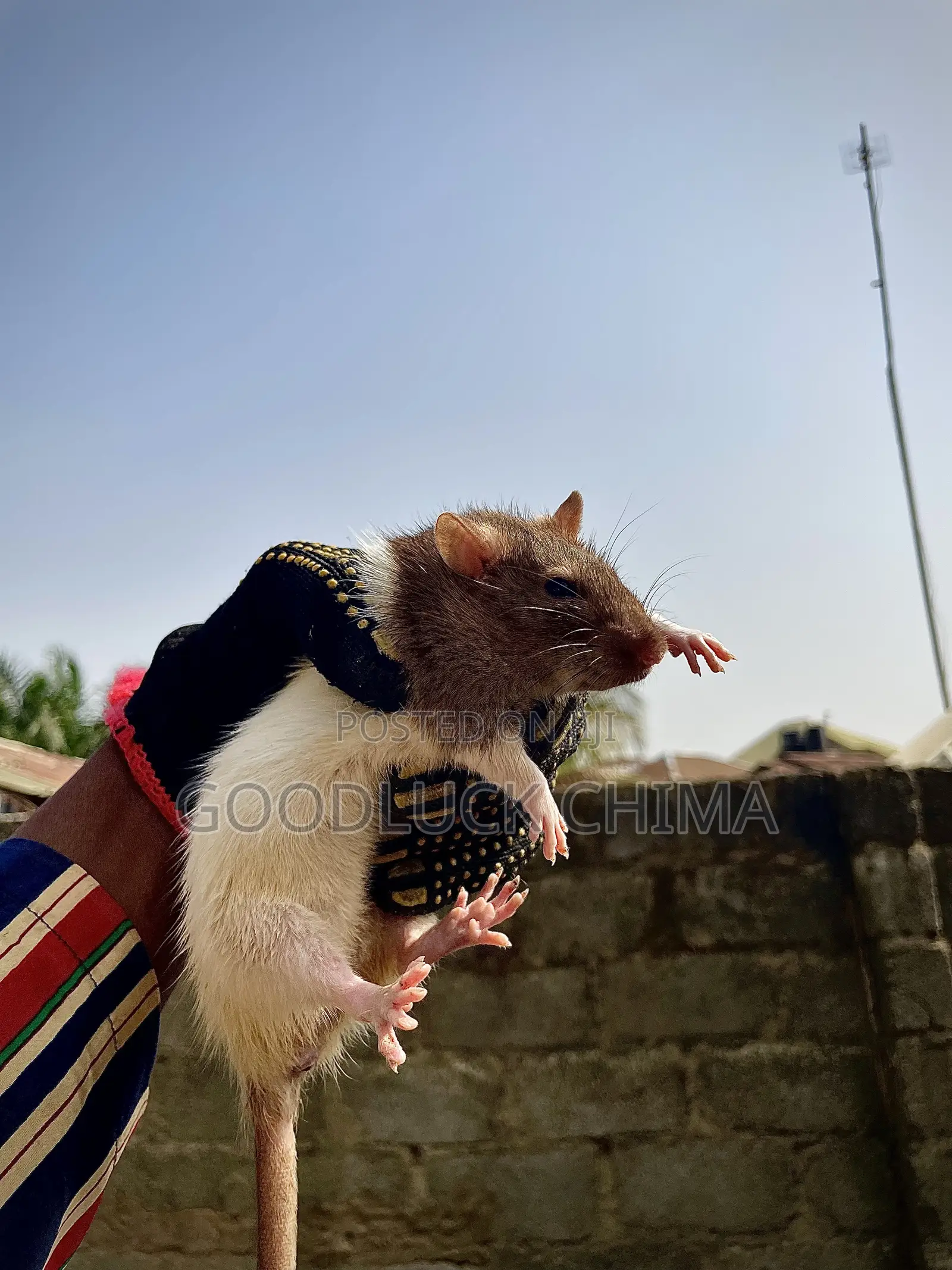 Wistar (Albino) Rats