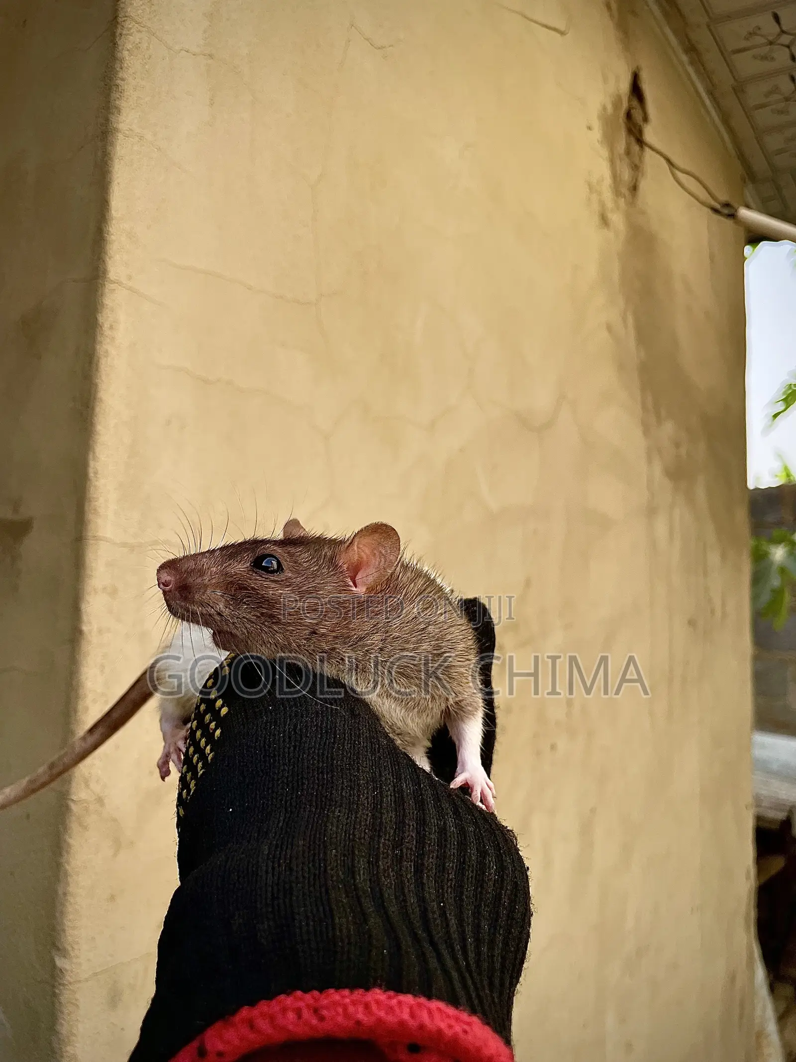 Wistar (Albino) Rats