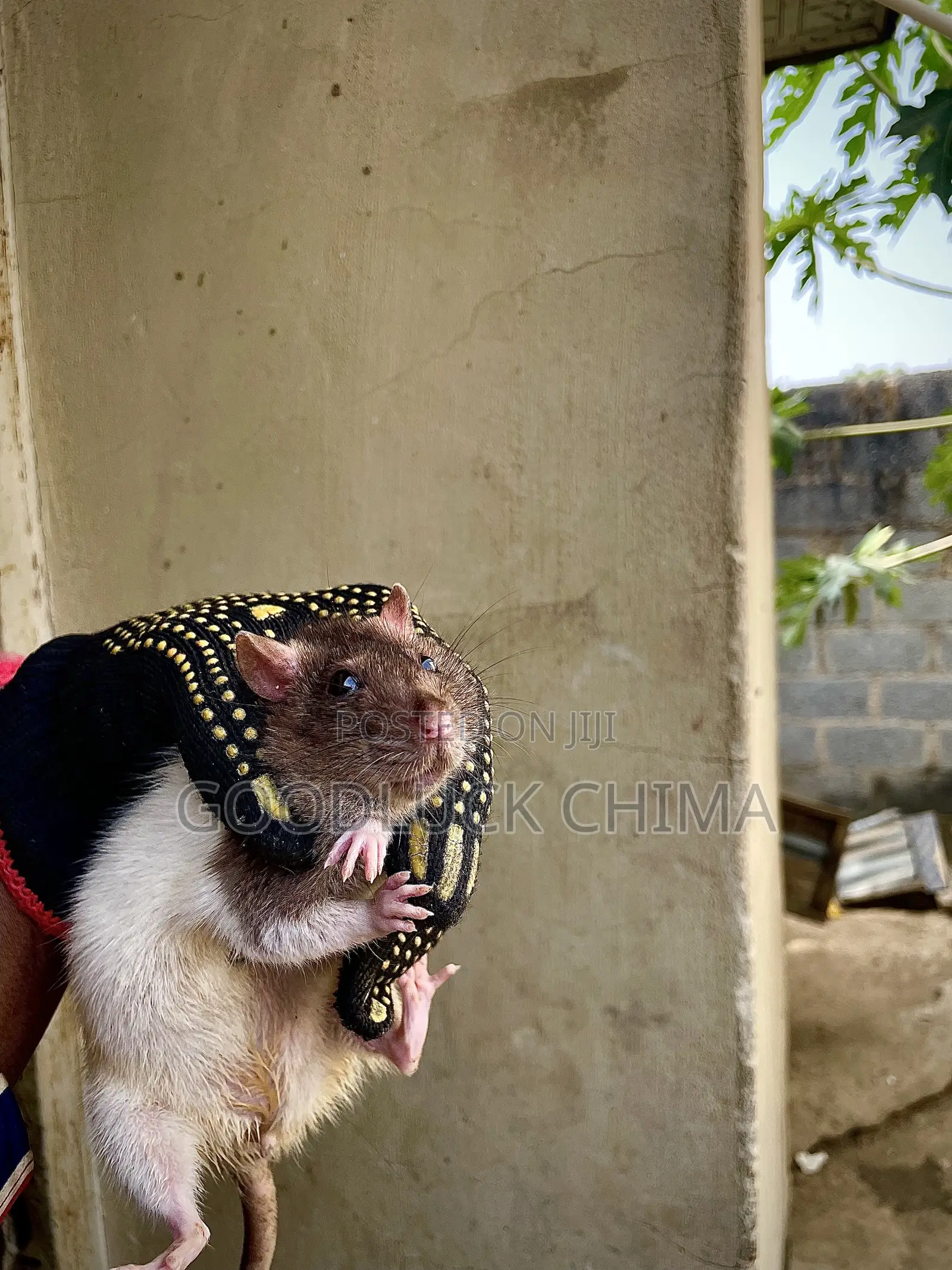 Wistar (Albino) Rats