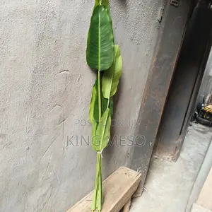 Plant Available as Seen