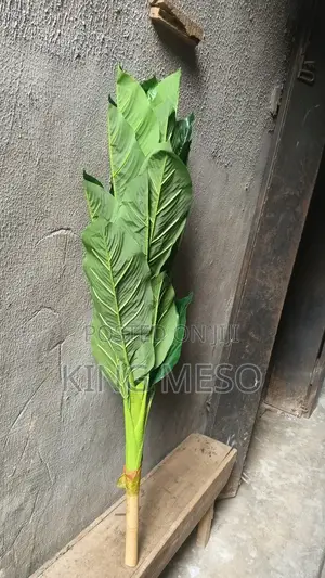 Plam Plants Available Medium Size