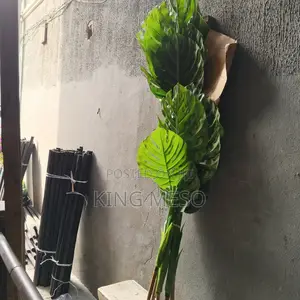 Big Plam Plants