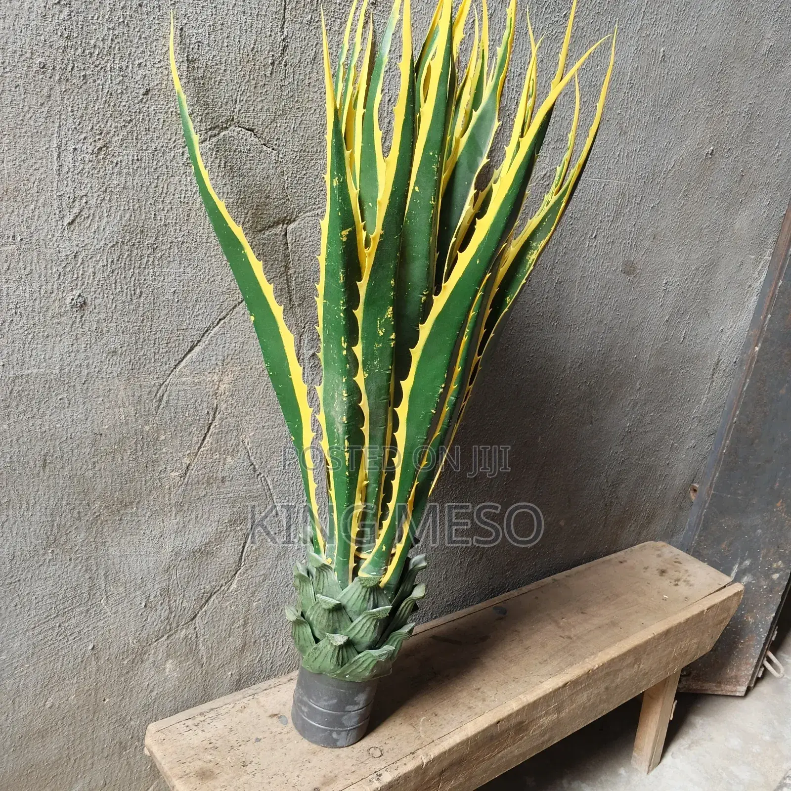 Snake Plant Leaf