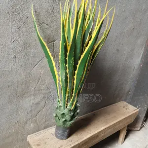 Snake Plant Leaf