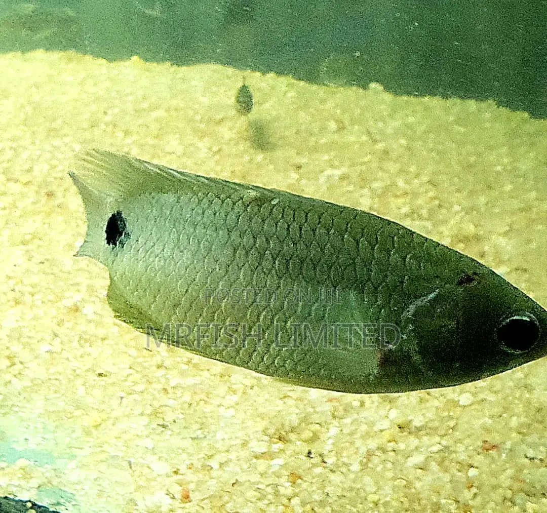 Bush Fish Ctenopoma