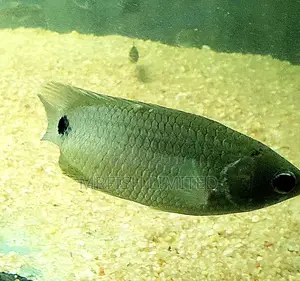 Bush Fish Ctenopoma