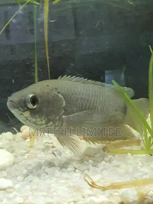 Bush Fish Ctenopoma