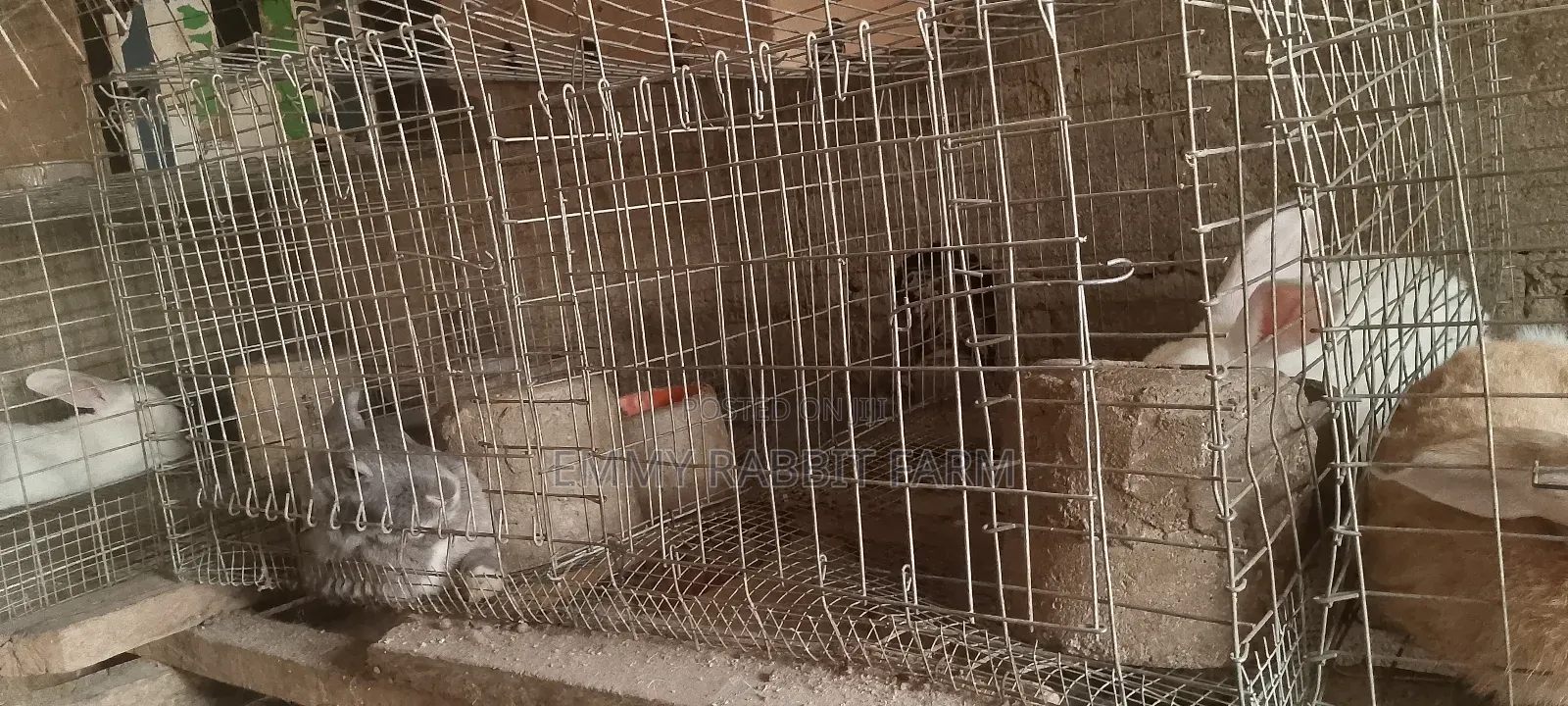 Galvanized Rabbit/Grasscutter Wire Mesh Cage and Accessories