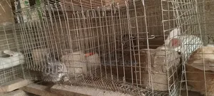 Galvanized Rabbit/Grasscutter Wire Mesh Cage and Accessories