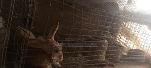 Galvanized Rabbit/Grasscutter Wire Mesh Cage and Accessories