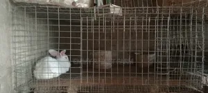 Galvanized Rabbit/Grasscutter Wire Mesh Cage and Accessories