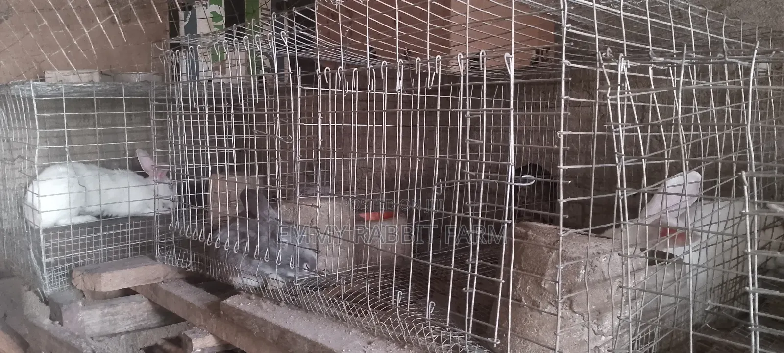 Galvanized Rabbit/Grasscutter Wire Mesh Cage and Accessories