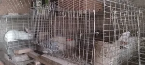 Galvanized Rabbit/Grasscutter Wire Mesh Cage and Accessories