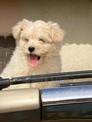 1-3 months Male Purebred Lhasa Apso