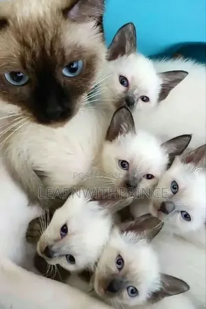 1-3 months Female Purebred Siamese