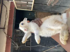 Hybrid Rabbits