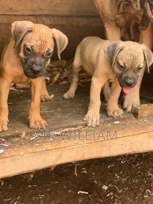 1-3 months Male Purebred Boerboel