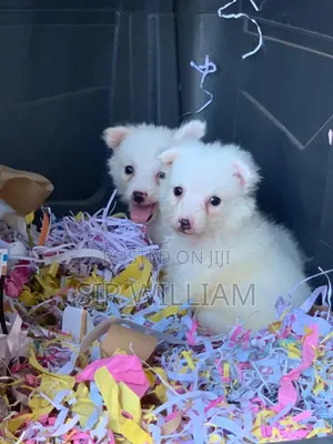 1-3 months Male Purebred American Eskimo