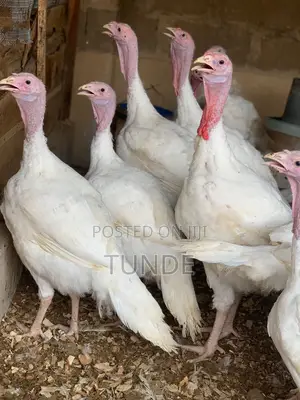 Live Foreign Turkey 10-18kg Each
