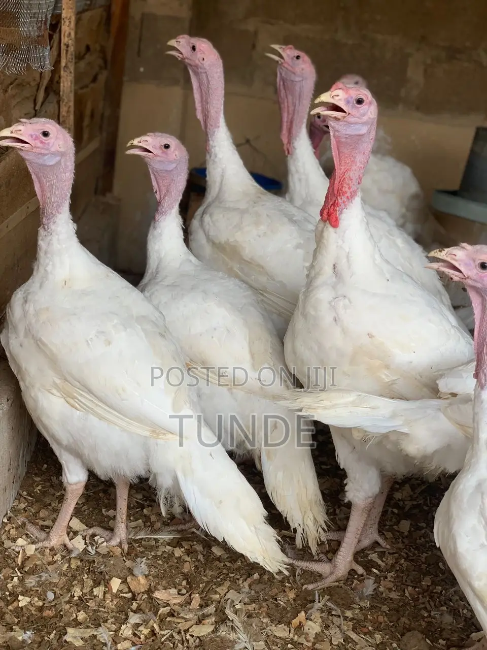 Live Foreign Turkey 10-18kg Each
